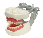 2760 Pedodontic Soft Gingival Model with 24 Removable Teeth and Nissin Plates